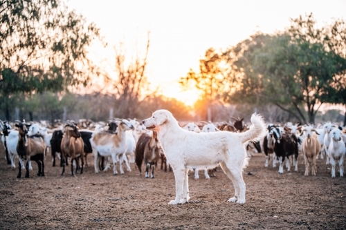 Big white dog standing tall with goats in the background at sunset