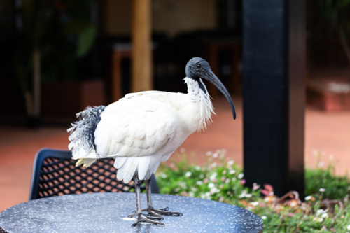 bin chicken ibis bird standing on outdoor table at restaurant - Australian Stock Image