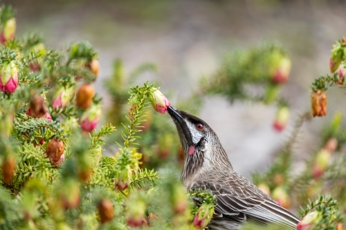 bird feeding from pink flower - Australian Stock Image