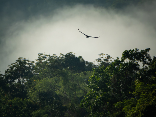 bird flying above rainforest - Australian Stock Image