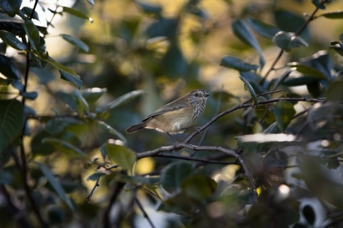 Bird juvenile rufous whistler - Australian Stock Image