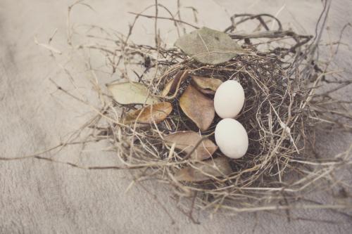 Bird nest with two eggs - Australian Stock Image