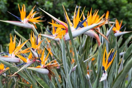 Bird of Paradise Flower in garden - Australian Stock Image