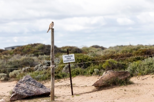 bird of prey on post in revegetation area - Australian Stock Image