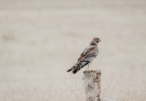 Bird of prey sits on a country fence with dry grass background. - Australian Stock Image