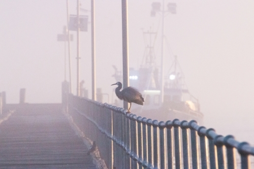 bird perched on a jetty railing in fog with fishing boat in background
