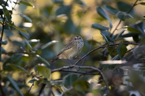 Bird rufous whistler, rufiventris - Australian Stock Image