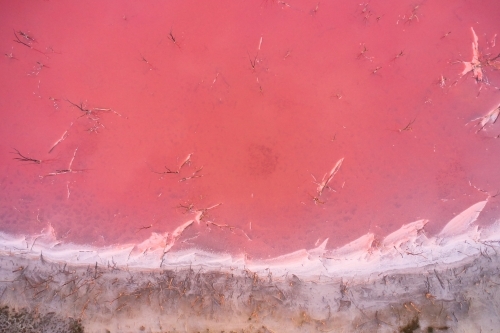 Bird's eye view of a pink salt lake with dead trees and salt crusted shoreline. - Australian Stock Image