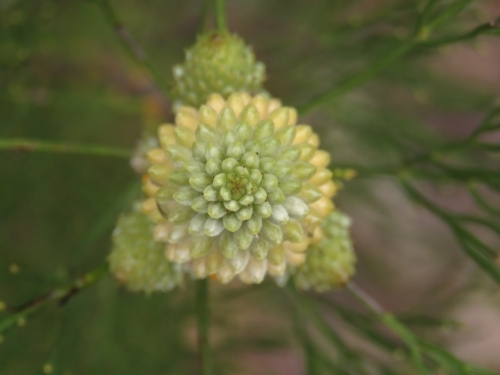 Bird's eye view of new 'drumsticks' wildflowers with leaves - Australian Stock Image