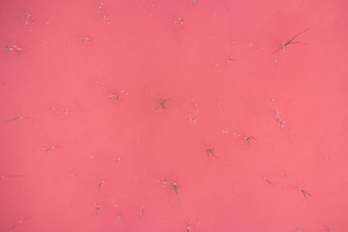 Bird's eye view of the pink water of a salt lake with dead trees scattered through the water. - Australian Stock Image
