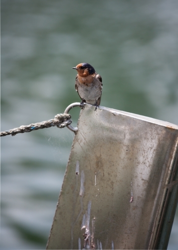 bird standing on a pylon at a coastal location