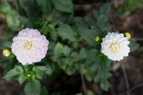 Birds eye view of Twin dahlias in a garden - Australian Stock Image
