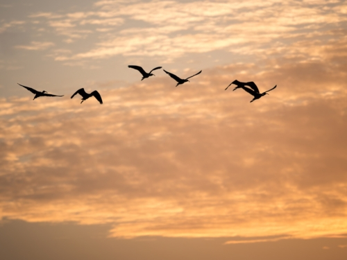 Birds flying at sunrise against a cloudy sky - Australian Stock Image