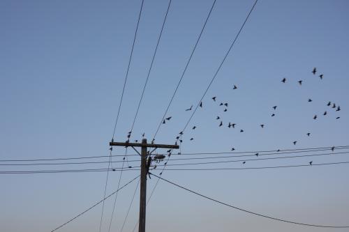 Birds flying from power lines - Australian Stock Image