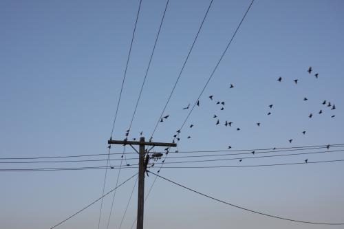Birds flying from power lines