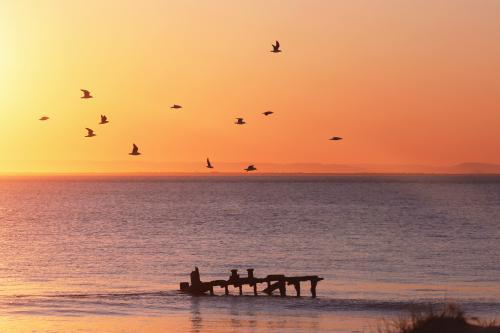 Birds flying over sea on an orange island sunset