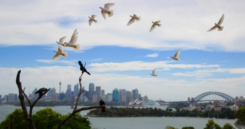 Birds Flying Over the Sydney Harbour - Australian Stock Image