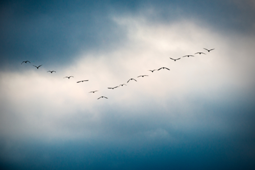 Birds in V-formation glide through a moody sky. - Australian Stock Image