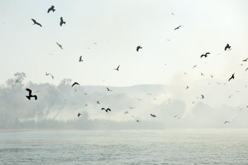 birds of prey chasing insects in wildfire - Australian Stock Image