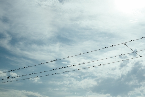 Birds on a wire against cloudy sky