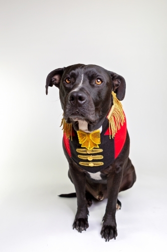 Black Amstaff x dressed as circus ringmaster - Australian Stock Image