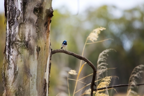 Black and blue wren sitting on a stick - Australian Stock Image