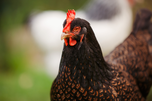 Black and Gold chicken in the garden - Australian Stock Image