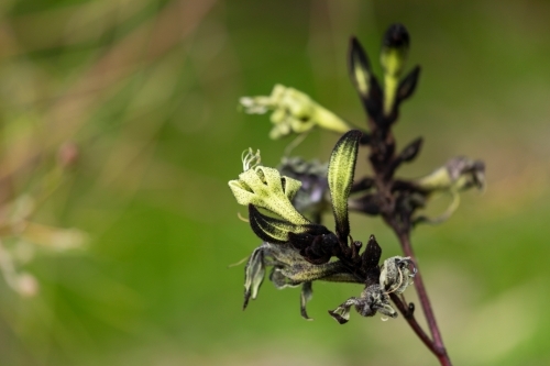 black and green kangaroo paw - Australian Stock Image