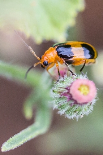 Black and orange pumpkin beetle on thistle flower