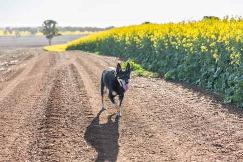 Black and tan Australian kelpie sheep dog running on dirt road on farm next to canola paddock