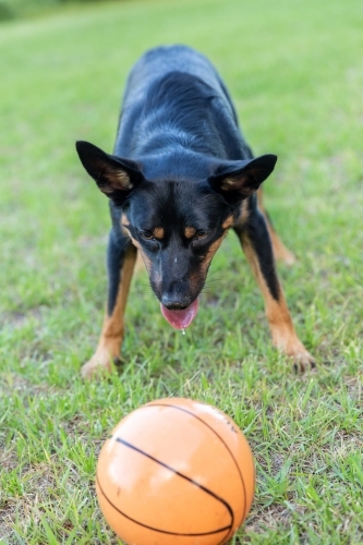 Black and tan kelpie playing with ball on farm - Australian Stock Image