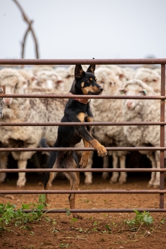 Black and tan kelpie pup in the sheep yards - Australian Stock Image