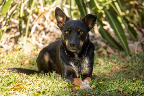 black and tan kelpie waiting patiently - Australian Stock Image