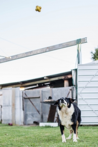Black and white border collie dog looking up at yellow ball being thrown - Australian Stock Image