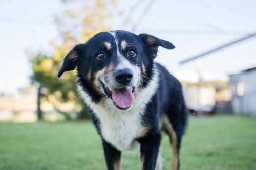 Black and white border collie dog with mouth open - Australian Stock Image