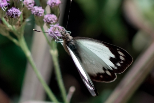 Black and white butterfly on a purple flower