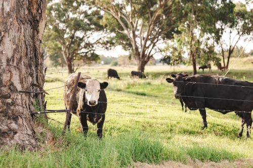 Black and white cow in country paddock looking through fence - Australian Stock Image