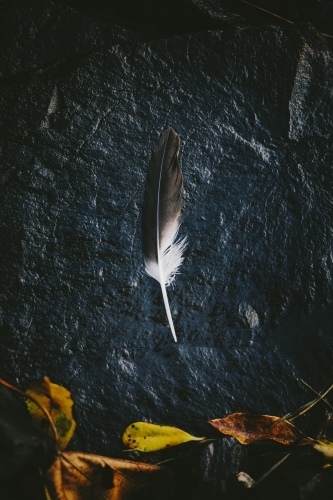 Black and White feather with textural elements - Australian Stock Image