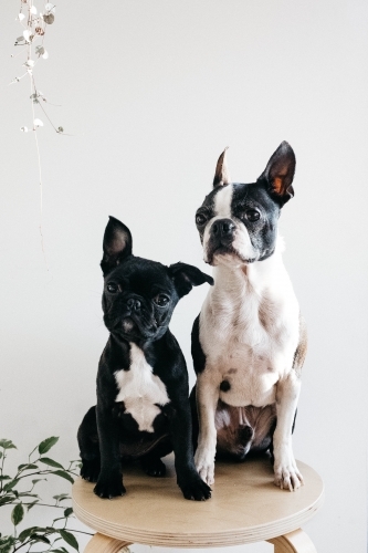 black and white french bulldogs