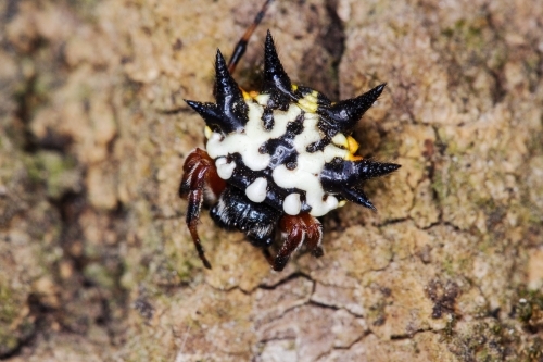 Black and white thorny spider - Australian Stock Image