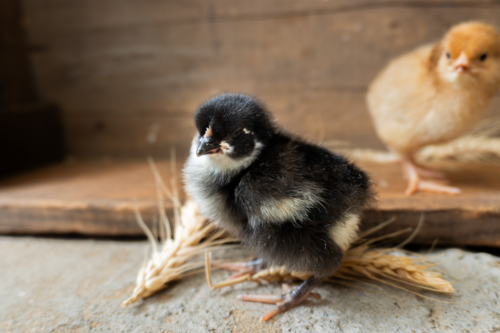 Black and yellow chicken with wheat - Australian Stock Image