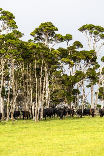 Black Angus beef cattle graze under the trees - Australian Stock Image
