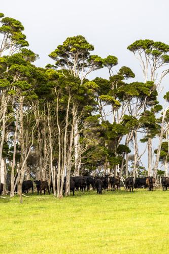 Black Angus beef cattle graze under the trees