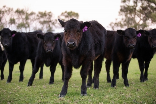 Black angus calves in green paddock