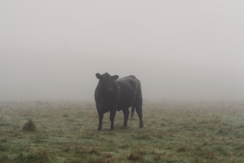 Black Angus cow in the mist - Australian Stock Image