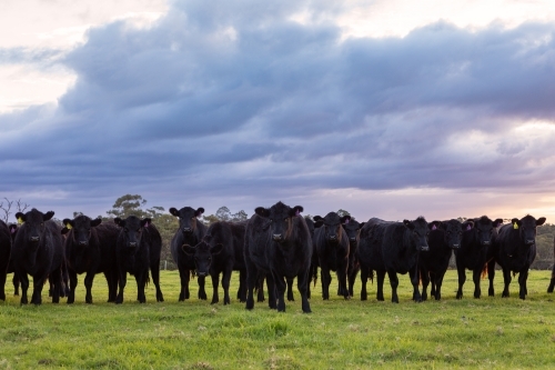 Black Angus cows in green pasture paddock