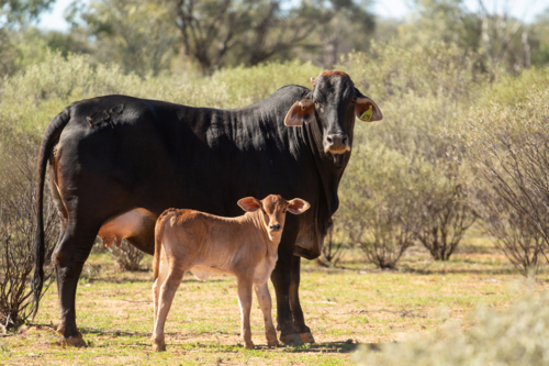 Black Brahman cross cow with small red calf - Australian Stock Image