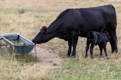Black calf drinking milk from mother beside water trough - Australian Stock Image