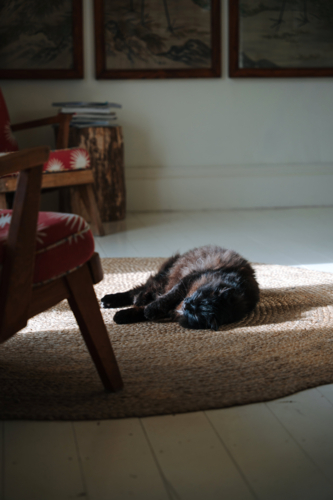 Black cat resting on woven rug in sunlight - Australian Stock Image