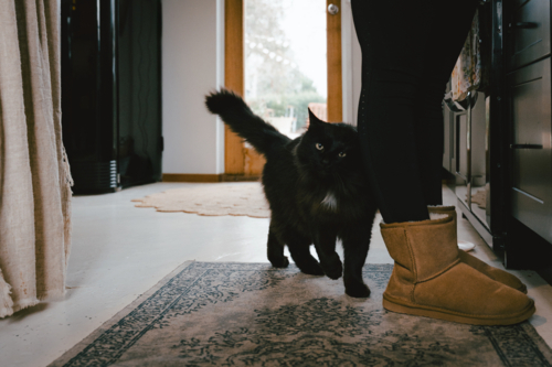 Black cat standing beside person wearing ugg boots - Australian Stock Image
